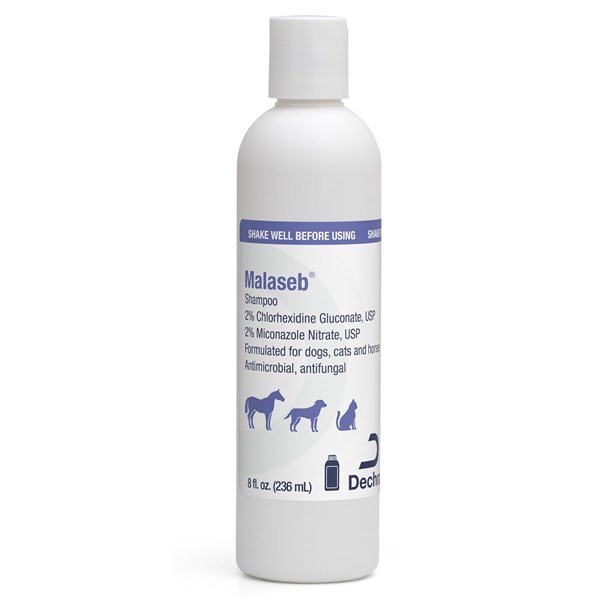 マラセブ シャンプー