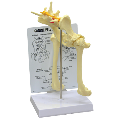 模型(犬の股関節)