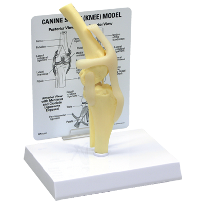 模型(犬の膝関節)